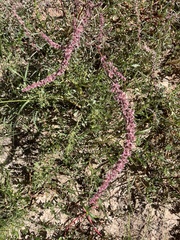 Amaranthus fimbriatus