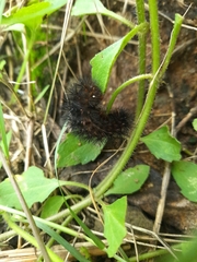 Hypercompe permaculata