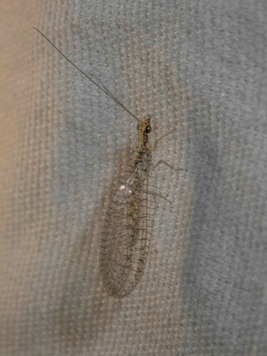 iNaturalist observation photo of Eremochrysa punctinervis