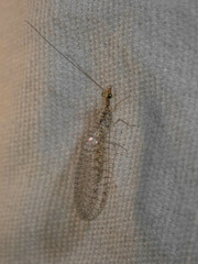 Eremochrysa punctinervis