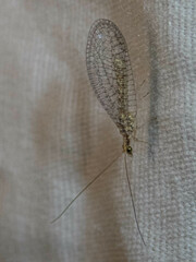 Eremochrysa punctinervis