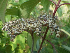 Cornus obliqua