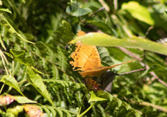 Vindula dejone celebensis