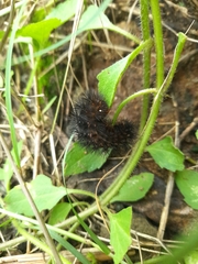 Hypercompe permaculata