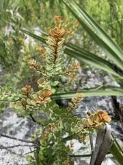 Lyonia fruticosa
