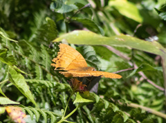 Vindula dejone celebensis