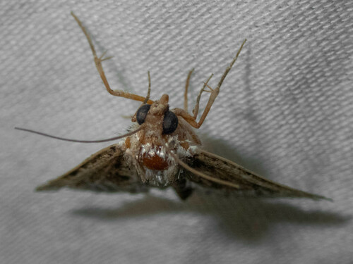iNaturalist observation photo of Butterflies and Moths