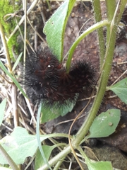 Hypercompe permaculata