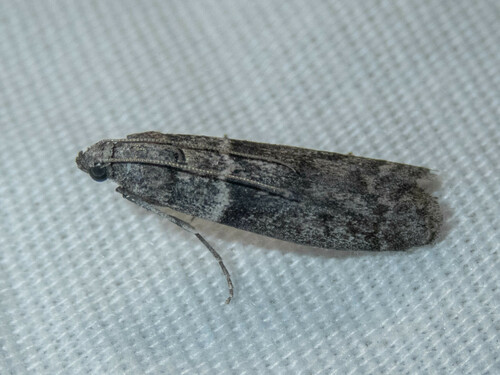 iNaturalist observation photo of Dusky Raisin Moth