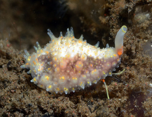 Alaerato palawanica — seen at this dive site