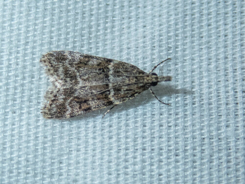 iNaturalist observation photo of Double-striped Scoparia Moth