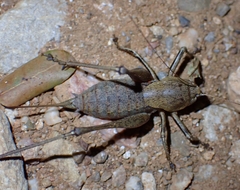 Thyreonotus corsicus