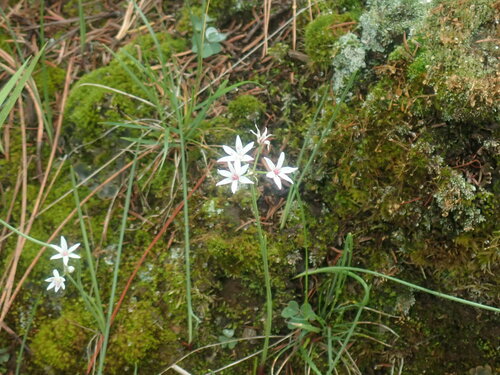 Image of Allium glandulosum by no rights reserved