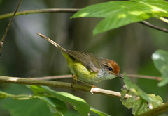 Phyllergates cucullatus