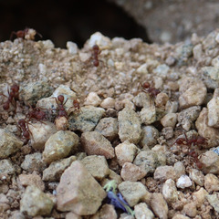 Acromyrmex versicolor