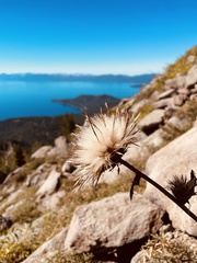 Cirsium andersonii