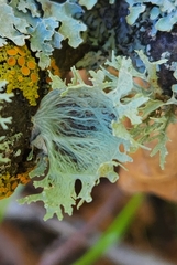 Ramalina sinensis