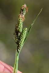 Carex kelloggii
