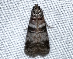 Sciota uvinella