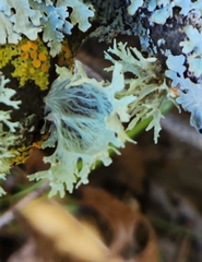Ramalina sinensis