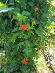 Pseudogynoxys chenopodioides