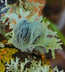 Ramalina sinensis