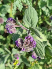 Phacelia