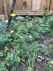 Cymopterus lemmonii