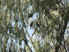 Eupsittula canicularis