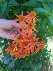 Pseudogynoxys chenopodioides