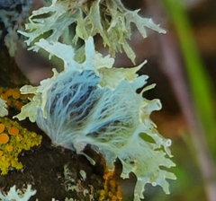 Ramalina sinensis
