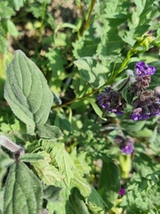 Phacelia