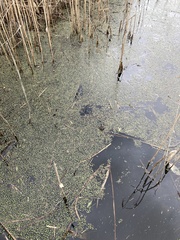 Azolla