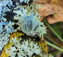 Ramalina sinensis