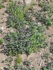 Phacelia
