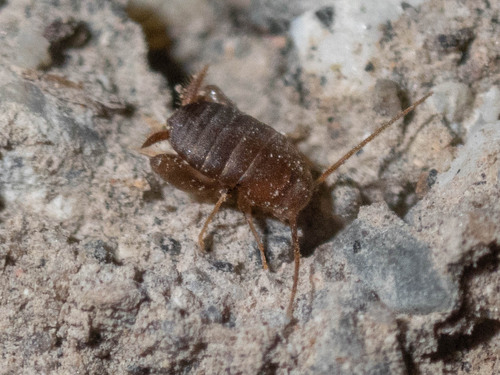 iNaturalist observation photo of West Coast Ant Cricket