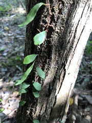 Pyrrosia confluens