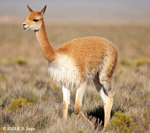 Vicuña, Parinacota, CL-AP, CL, photo 8 of 10