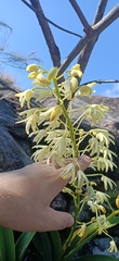 Dendrobium speciosum speciosum