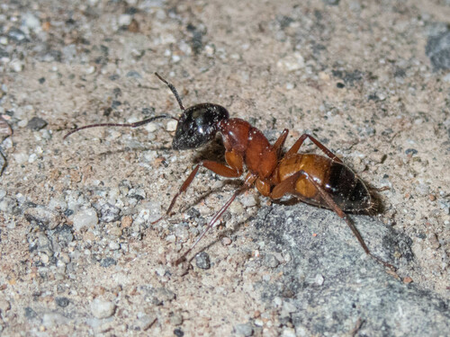iNaturalist observation photo of Carpenter Ants, Typical Sugar Ants and Allies