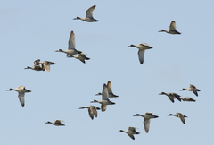 Marmaronetta angustirostris