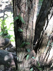 Pyrrosia confluens