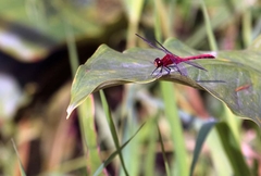 Sympetrum rubicundulum