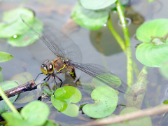 Rhionaeschna jalapensis