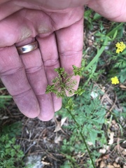 Cymopterus lemmonii