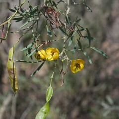 Senna artemisioides
