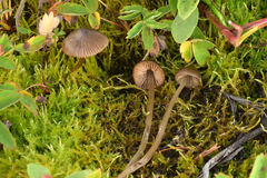 Entoloma cuspidiferum