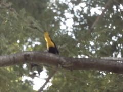 Cassiculus melanicterus