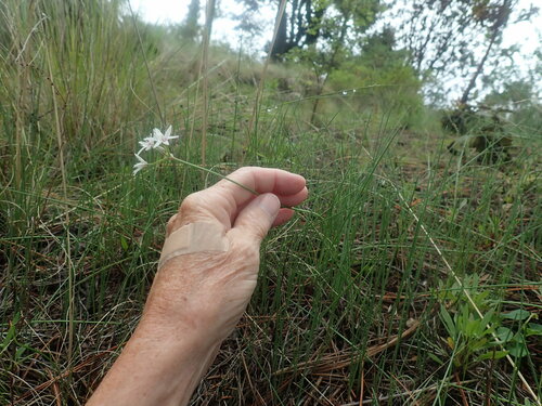 Image of Allium glandulosum by no rights reserved