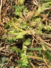 Alchemilla australis